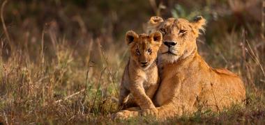 Safaritochten in Tanzania