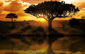 Boom bij zonsondergang in Tanzania