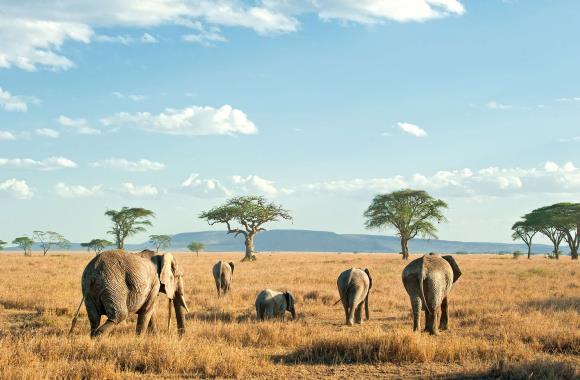 Olifanten Serengeti list image