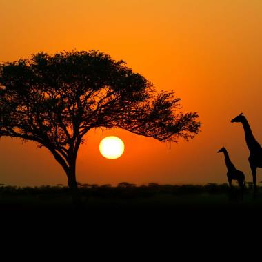 Tanzania zonsondergang met giraffen
