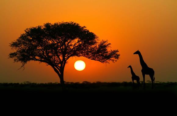 Tanzania zonsondergang met giraffen
