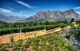 Simonsberg in Stellenbosch, Zuid-Afrika