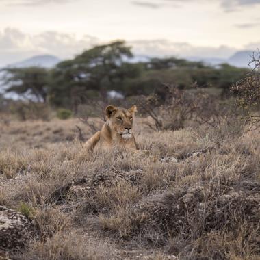 Leeuwen spotten in Zuid-Afrika