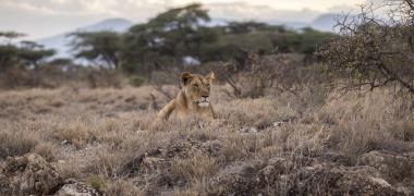 Leeuwen spotten in Zuid-Afrika