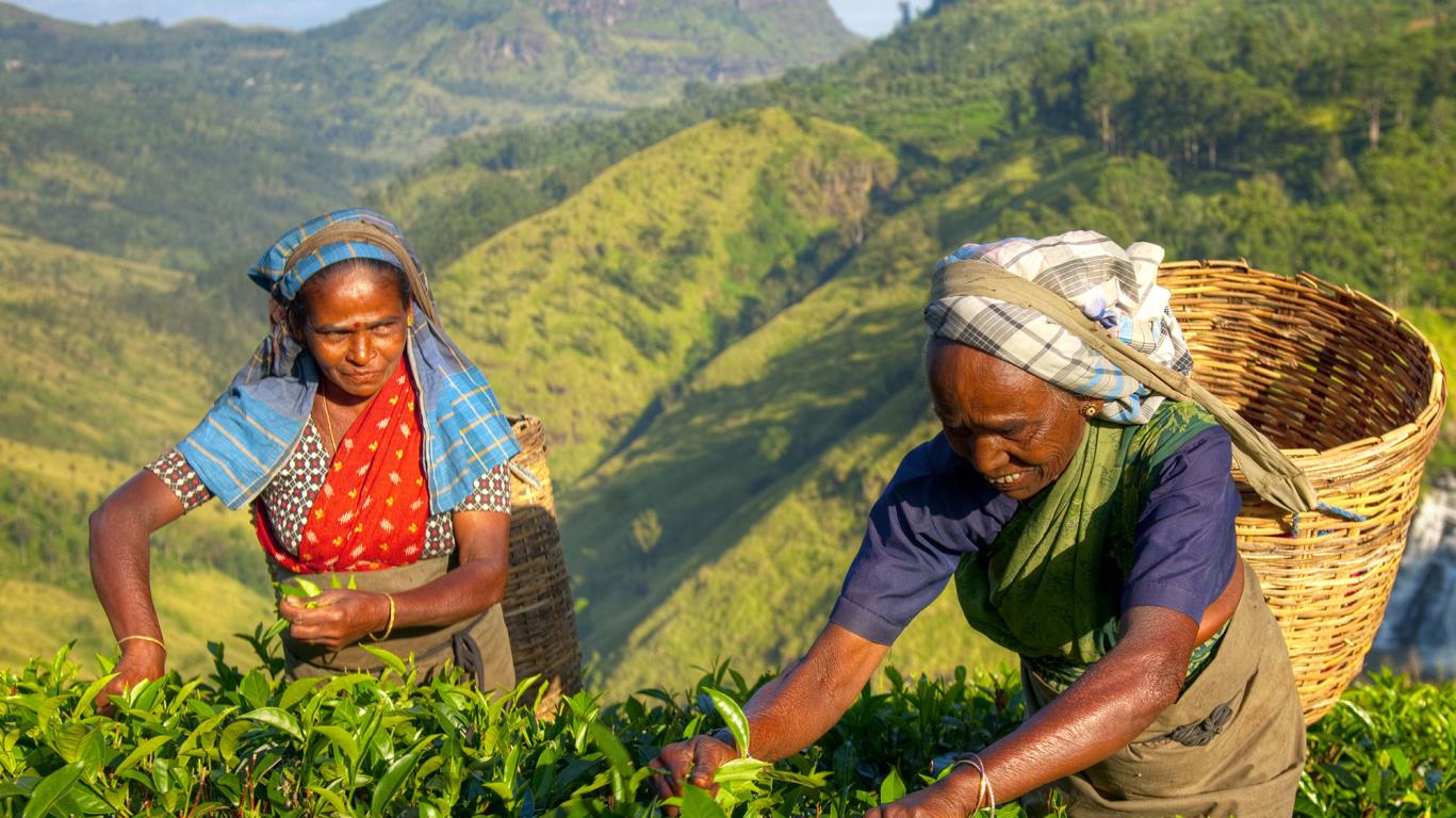 theeplukkers_sri_lanka