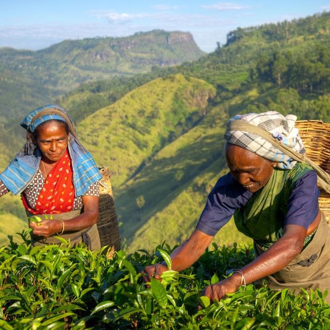 theeplukkers_sri_lanka