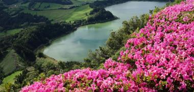 bloemen op de Azoren