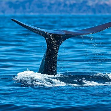 Walvissen spotten bij de Azoren