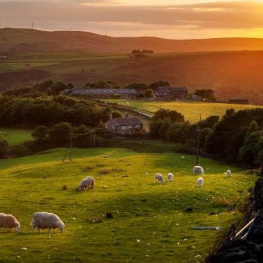 Schapen in de buurt van Manchester