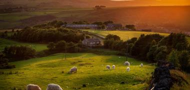 Schapen in de buurt van Manchester