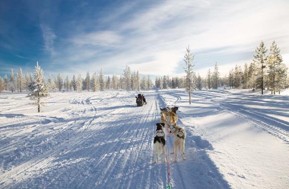 Huskieslee in Fins-Lapland