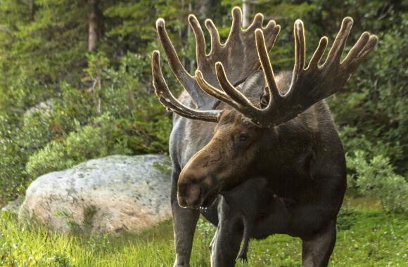 Autorondreis Jussi, Finland