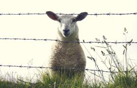 De natuur in Ierland
