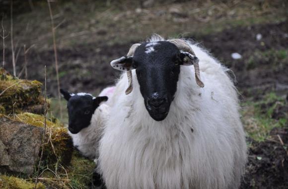 De schapen in Ierland