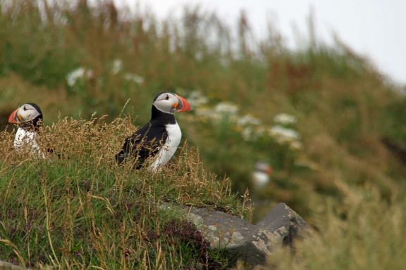 Puffin papegaaiduiker in IJsland