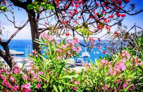 Bloemeneiland Madeira