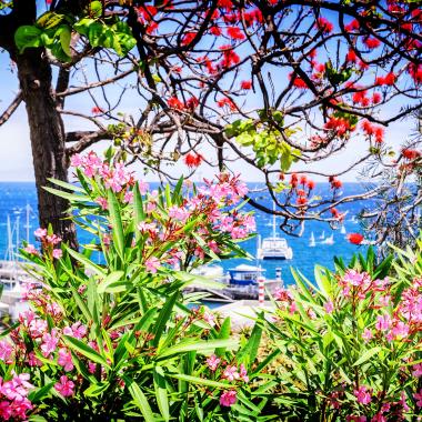 Bloemeneiland Madeira