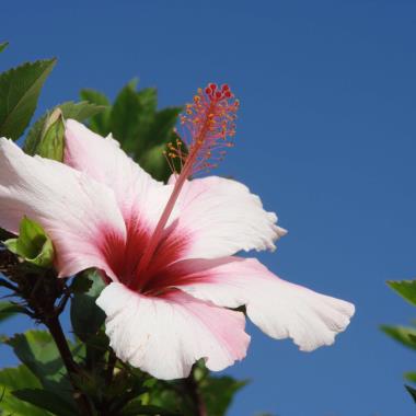 bloemeneiland Madeira