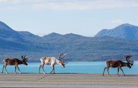 Rendieren in Noorwegen