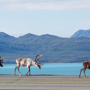 Rendieren in Noorwegen