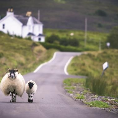 Schapen op de weg in Schotland