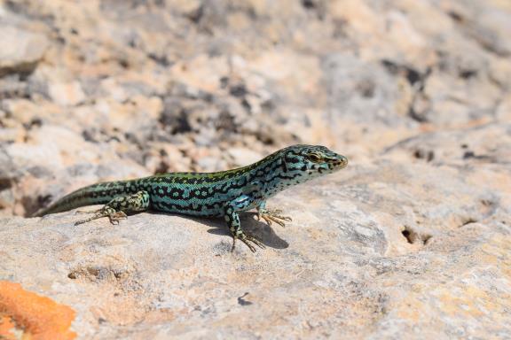 Pityusenhagedis op Formentera