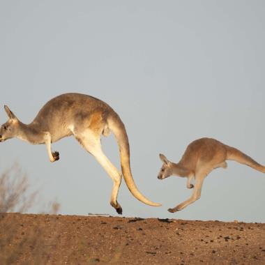 Kangoeroes in Australië
