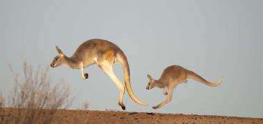 Kangoeroes in Australië