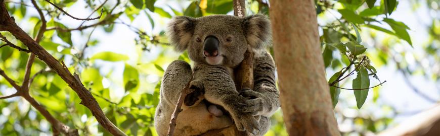 Koala