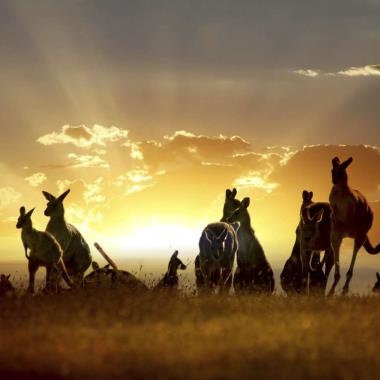 Kangoeroes in Australië bij zonsondergang