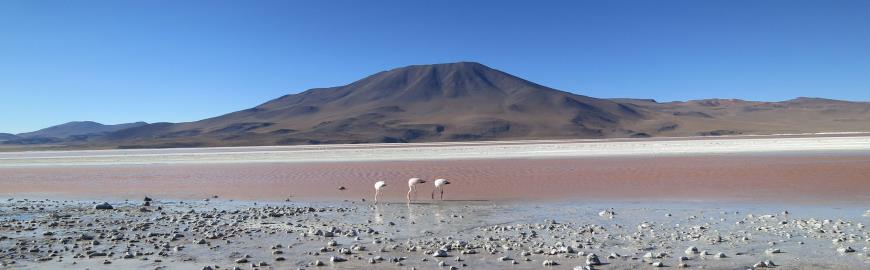 Laguna Colorado in Bolivia