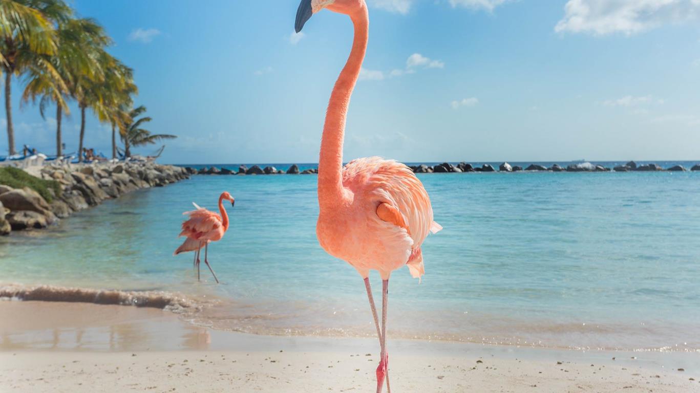 Flamingo op Aruba