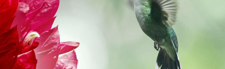 Een vogel bij een bloem in Costa Rica