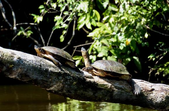Schildpadden in Tortuguero