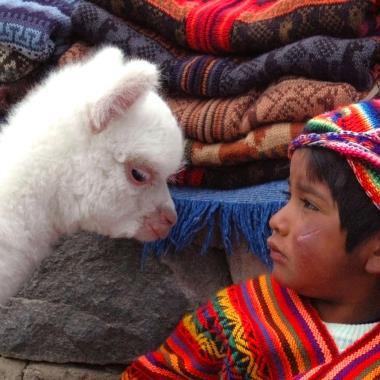 Alpaca met kindje in Peru