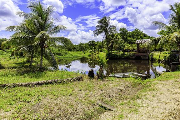 Natuur in Suriname