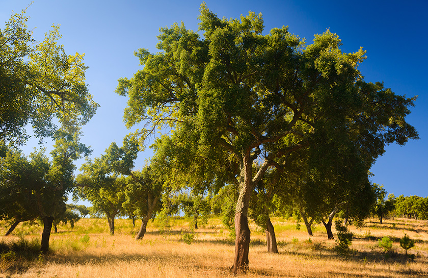 National Park Serra de São Mamede