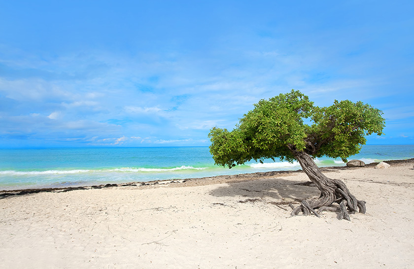 Dividiviboom Eagle Beach