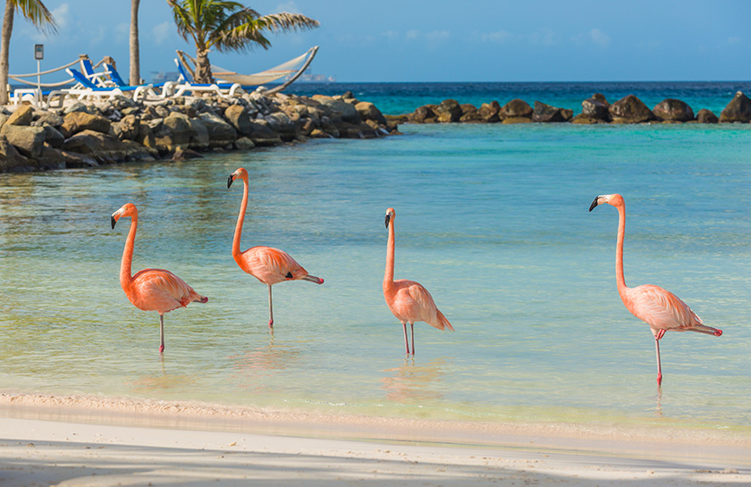 Renaissance strand Flamingo