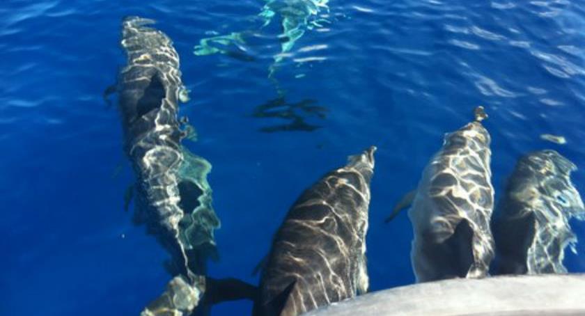 dolfijnen Sao Miguel