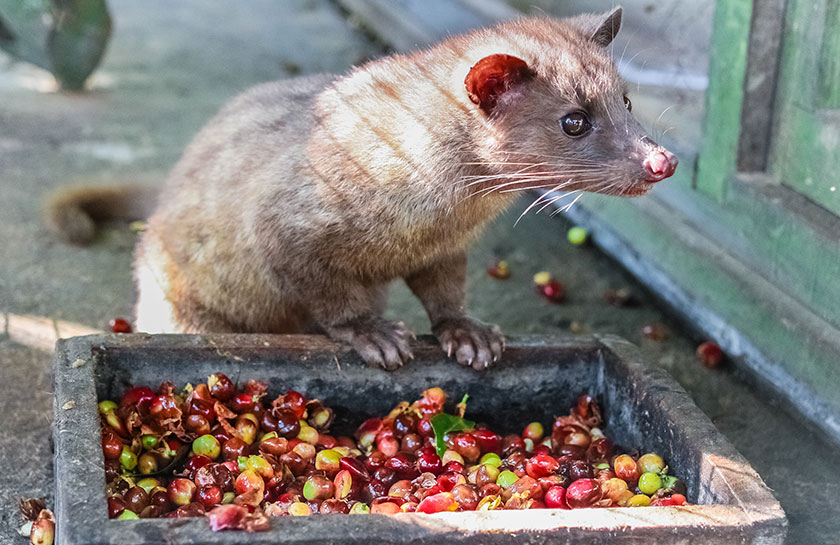 Seniman Coffee Studio kopie loewak