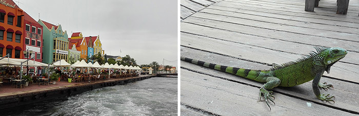 Caribisch gekleurde huisjes - leguaan