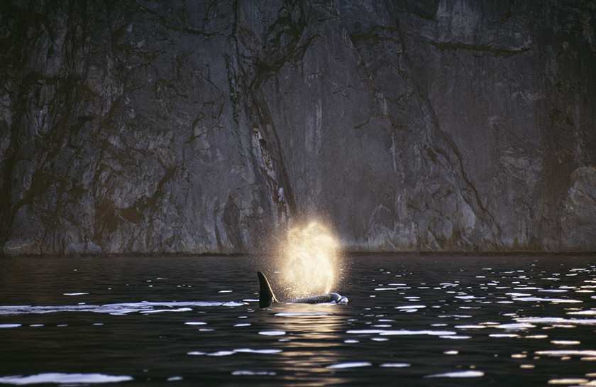 Walvissafari Noorwegen