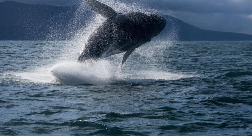 Walvis Ijsland