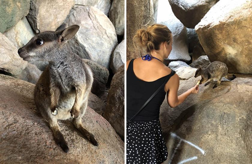 Wallaby Magnetic Island