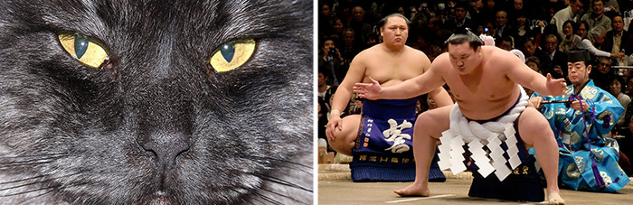 Sumo worstelen Japan