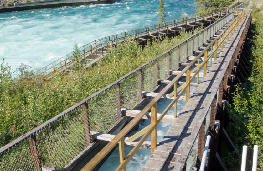 Fishladder Yukon rivier