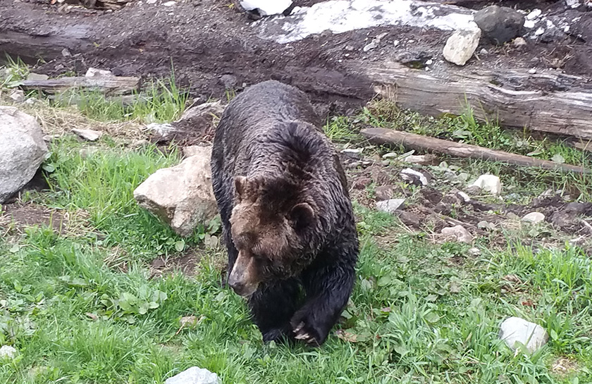 Grizzly beer Ground Grind Canada