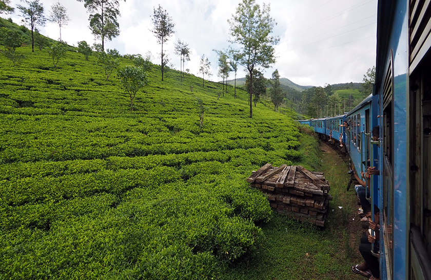 Trein theegebied