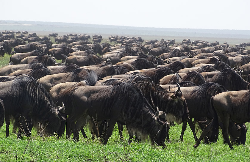 Serengeti wilde beesten Gnoes